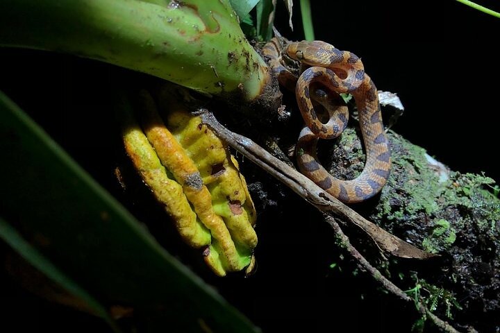 Promenade nocturne dans la forêt de nuages de Monteverde, Costa Rica, à la recherche de la faune nocturne, photo 28 | wizardtrip
