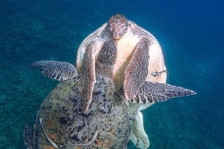 Aventura completa de snorkel en Koh Tao, Tailandia, con barco, arrecifes y vistas de la isla, foto 21 | wizardtrip