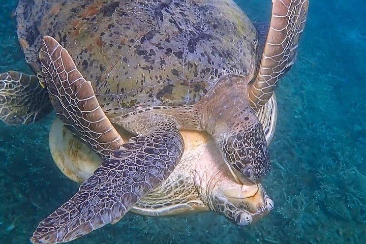 Aventura completa de snorkel en Koh Tao, Tailandia, con barco, arrecifes y vistas de la isla, foto 22 | wizardtrip