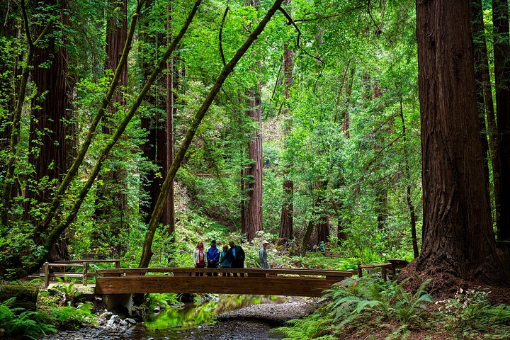 Tour van Muir Woods sequoia's en Napa/Sonoma wijnland vanuit San Francisco, foto 13 | wizardtrip