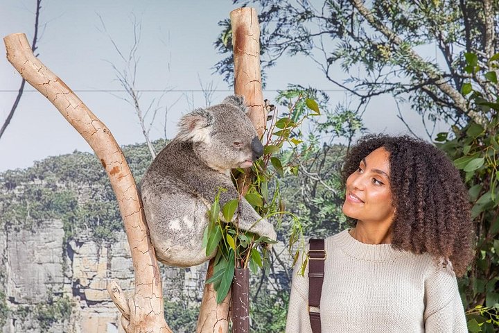 Vistas panorámicas de las Montañas Azules, animales del Zoo de Sídney y un crucero por el puerto, foto 6 | wizardtrip