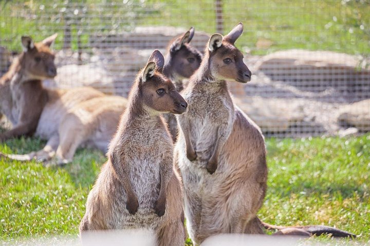 Vistas panorámicas de las Montañas Azules, animales del Zoo de Sídney y un crucero por el puerto, foto 16 | wizardtrip
