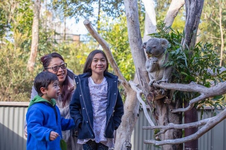 Vistas panorámicas de las Montañas Azules, animales del Zoo de Sídney y un crucero por el puerto, foto 20 | wizardtrip