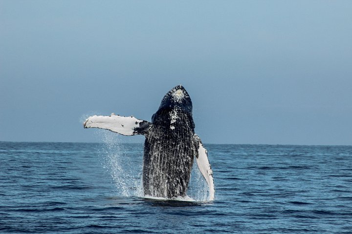 Croisière en méga yacht à Puerto Vallarta pour l'observation des baleines et le coucher du soleil, photo 8 | wizardtrip