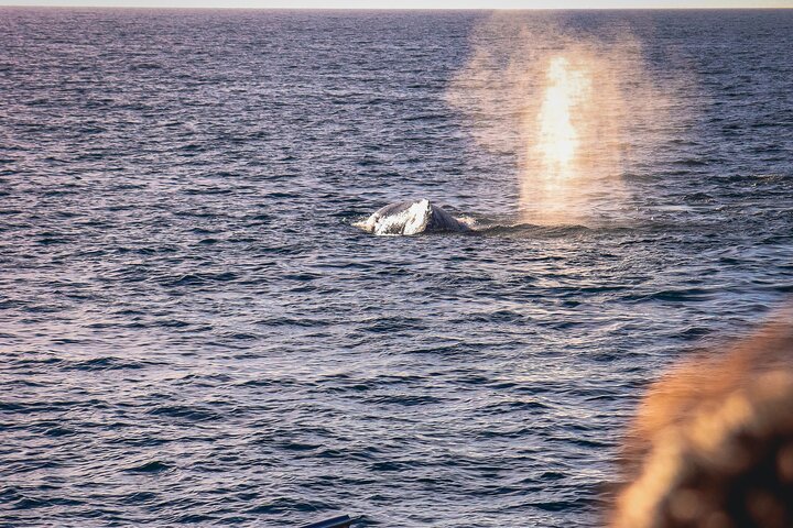 Croisière en méga yacht à Puerto Vallarta pour l'observation des baleines et le coucher du soleil, photo 15 | wizardtrip