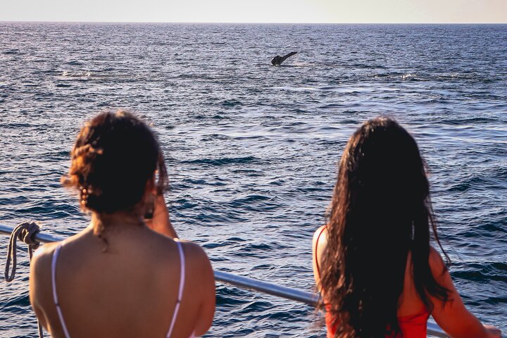 Croisière en méga yacht à Puerto Vallarta pour l'observation des baleines et le coucher du soleil, photo 16 | wizardtrip