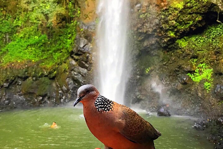 Guidet kajakk- og fottureventyr til Secret Falls på Kauai, som utforsker Wailua River-dalen, foto 17 | wizardtrip