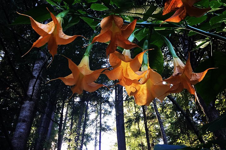Kombi-Tour durch Victorias Stadtansichten und die wunderschönen Butchart Gardens in Kanada, Foto 27 | wizardtrip