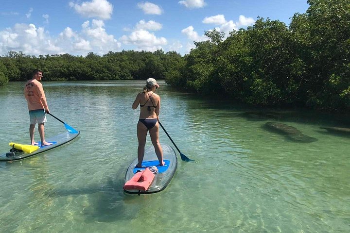 Éco-tour guidé à Bonita Springs en kayaks et paddleboards transparents, observation de dauphins et de mangroves, photo 7 | wizardtrip