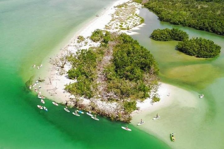 Éco-tour guidé à Bonita Springs en kayaks et paddleboards transparents, observation de dauphins et de mangroves, photo 11 | wizardtrip