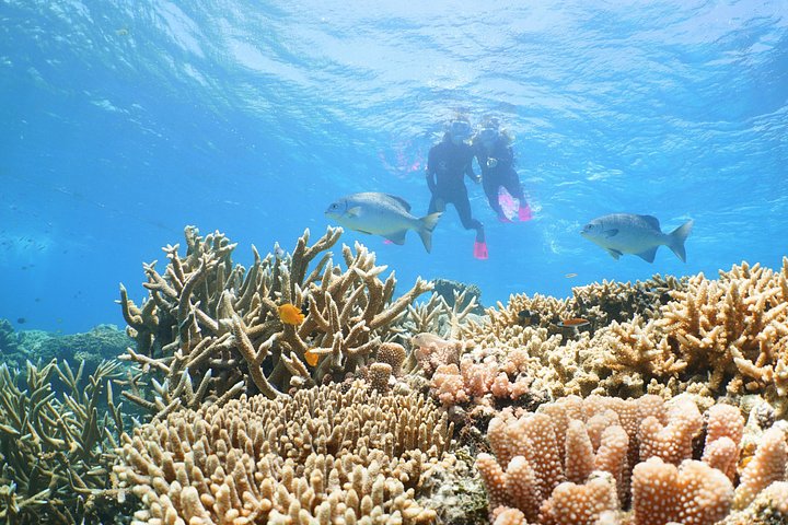 Buzos explorando vibrantes arrecifes de coral y diversa vida marina en la Gran Barrera de Coral cerca de Port Douglas, Australia, foto 9 | wizardtrip