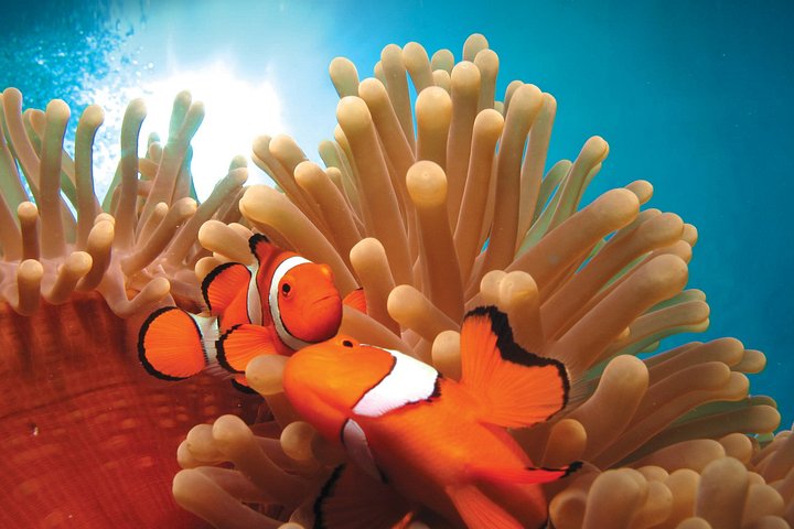 Buzos explorando vibrantes arrecifes de coral y diversa vida marina en la Gran Barrera de Coral cerca de Port Douglas, Australia, foto 10 | wizardtrip
