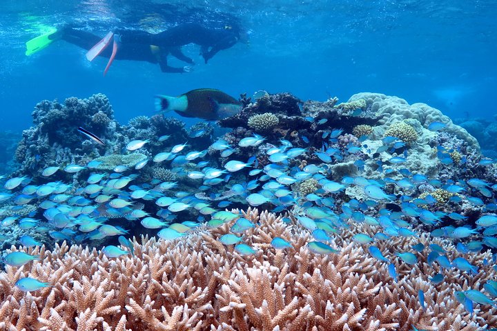 Ganztägige Great Barrier Reef Kreuzfahrt von Port Douglas, Australien, mit Schnorcheln und Tauchen, Foto 6 | wizardtrip