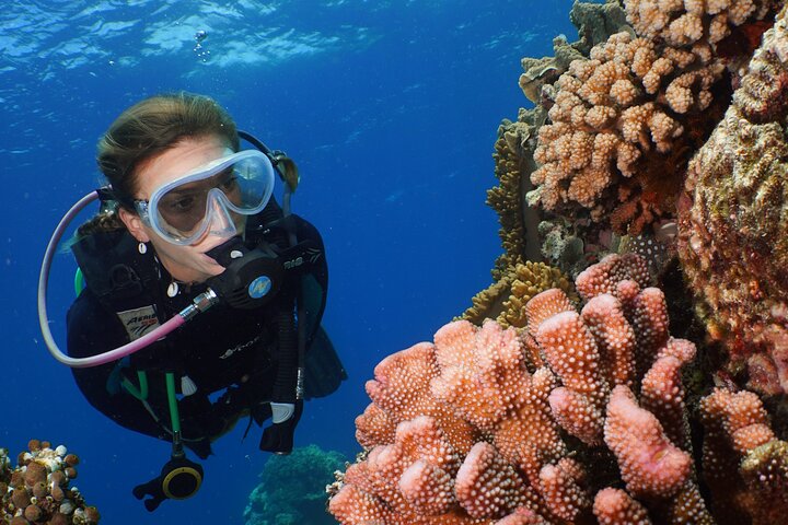 Ganztägige Great Barrier Reef Kreuzfahrt von Port Douglas, Australien, mit Schnorcheln und Tauchen, Foto 7 | wizardtrip