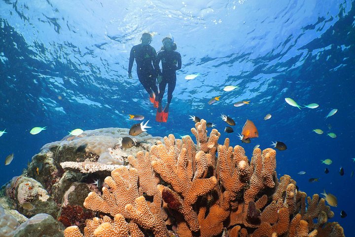 Ganztägige Great Barrier Reef Kreuzfahrt von Port Douglas, Australien, mit Schnorcheln und Tauchen, Foto 8 | wizardtrip