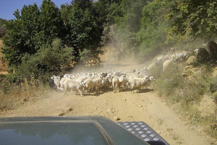 Tour panoramico in safari attraverso le montagne di Creta, visita di siti storici e villaggi con pranzo, foto 6 | wizardtrip