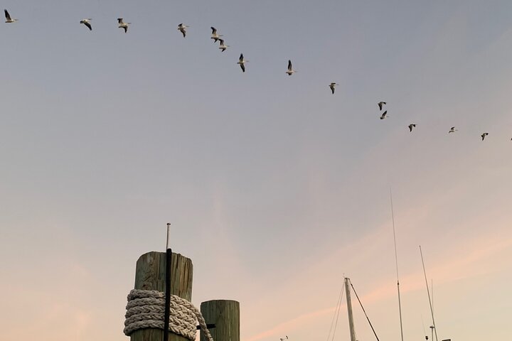 Disfruta de un hermoso crucero al atardecer en catamarán en Fort Myers, Florida, foto 23 | wizardtrip