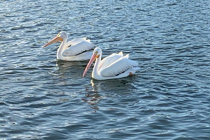 Disfruta de un hermoso crucero al atardecer en catamarán en Fort Myers, Florida, foto 40 | wizardtrip