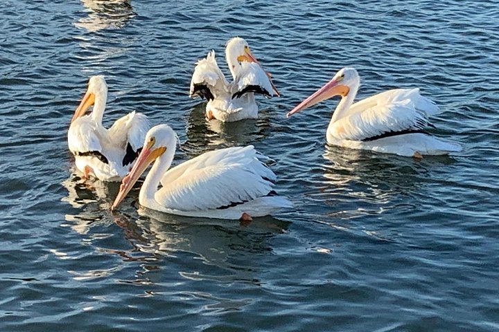 Disfruta de un hermoso crucero al atardecer en catamarán en Fort Myers, Florida, foto 41 | wizardtrip