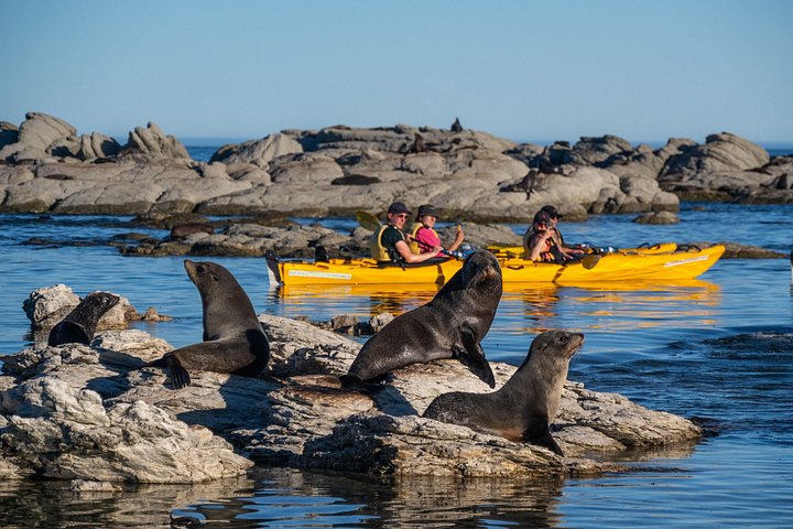 Kajaktour zu Wildtieren im Meer – Kaikoura | wizardtrip