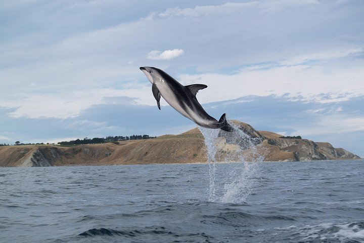 カウラウラでのシーカヤックアドベンチャー、オットセイやイルカを見る機会があります、写真8 | wizardtrip