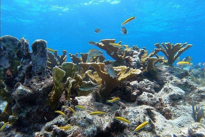 Snorkelavontuur in Key Largo, Florida, met verkenning van levendige koraalriffen en zeeleven, foto 16 | wizardtrip