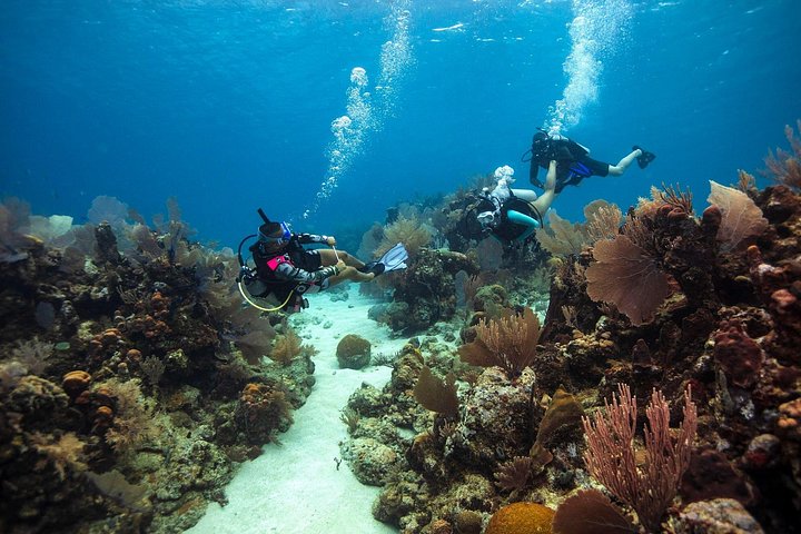 Snorkeling tour in Key Largo, Florida, exploring shallow coral reefs with clear blue water, photo 12 | wizardtrip