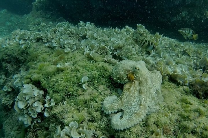 Tour en kayak y snorkel a la Cova Tallada cerca de Benidorm, España, foto 17 | wizardtrip