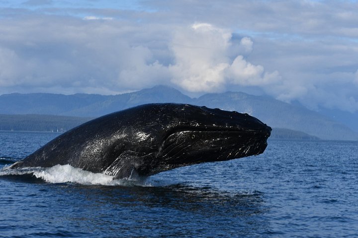 Walbeobachtungstour in Alaska mit Drohnenaufnahmen von Walen und Meeresleben, Foto 9 | wizardtrip