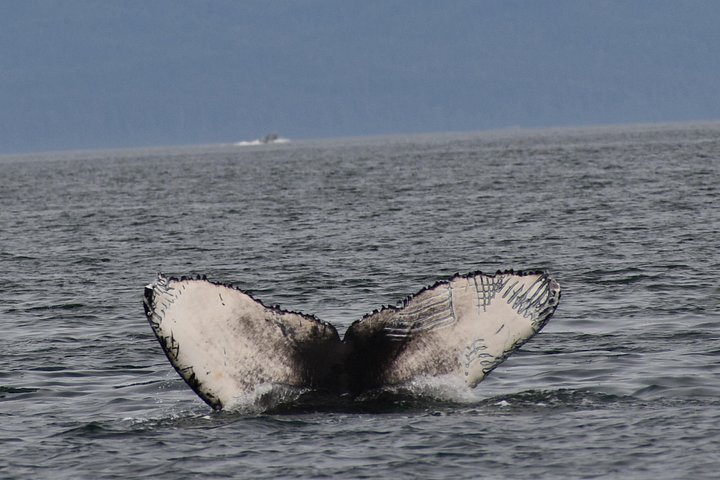 Walbeobachtungstour in Alaska mit Drohnenaufnahmen von Walen und Meeresleben, Foto 14 | wizardtrip