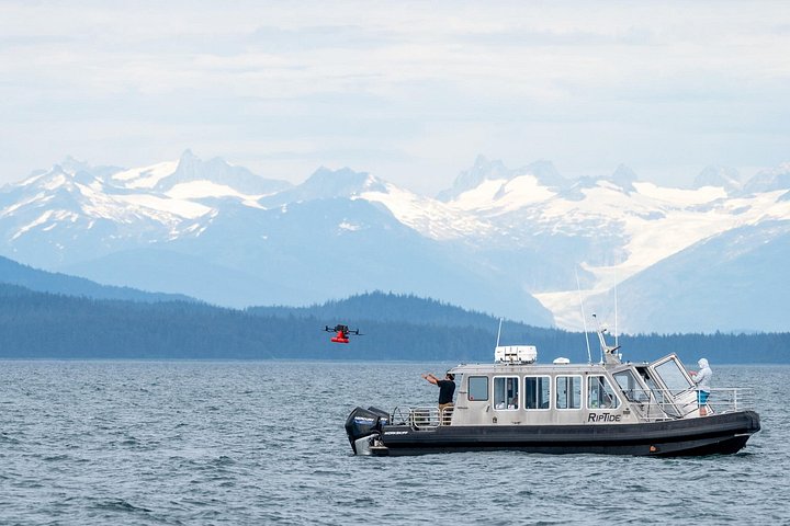 Walbeobachtungstour in Alaska mit Drohnenaufnahmen von Walen und Meeresleben, Foto 26 | wizardtrip