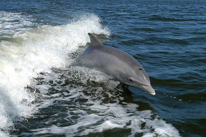 Delfinsafari-båttur på et hai-tematisert fartøy i Clearwater Beach, foto 7 | wizardtrip