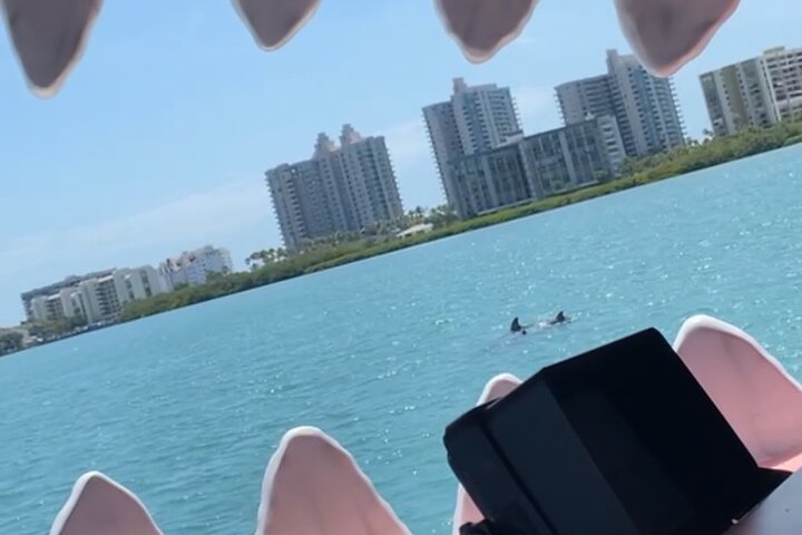 Delfinsafari-båttur på et hai-tematisert fartøy i Clearwater Beach, foto 10 | wizardtrip