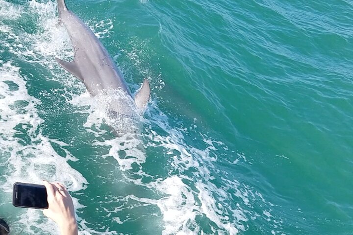 Delfinsafari-båttur på et hai-tematisert fartøy i Clearwater Beach, foto 12 | wizardtrip