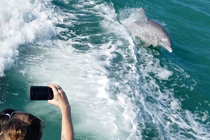 Delfinsafari-båttur på et hai-tematisert fartøy i Clearwater Beach, foto 13 | wizardtrip