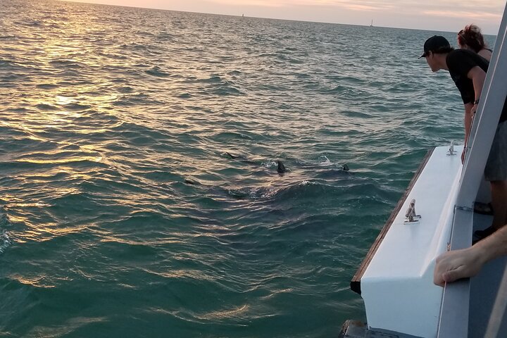 Delfinsafari-båttur på et hai-tematisert fartøy i Clearwater Beach, foto 15 | wizardtrip