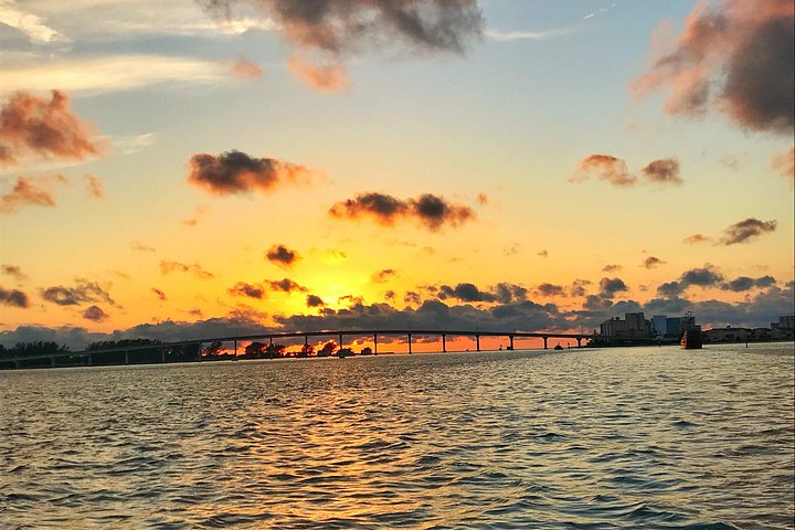 Delfinsafari-båttur på et hai-tematisert fartøy i Clearwater Beach, foto 19 | wizardtrip