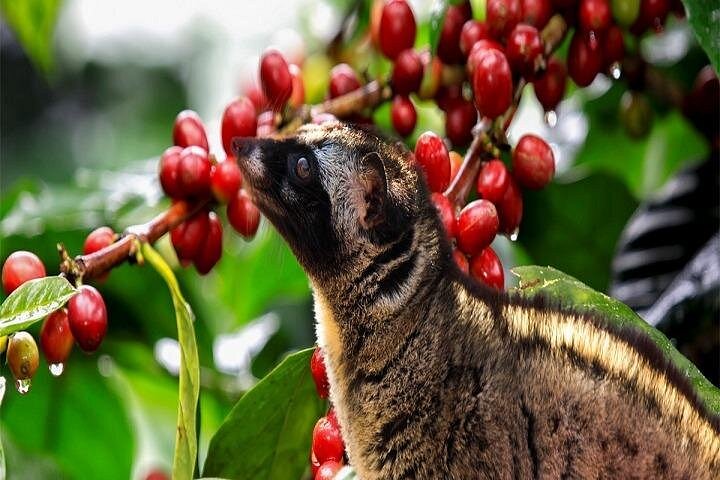 Utforsk Dalats fossefall, kaffegårder og kultursteder på denne eventyrturen, foto 12 | wizardtrip