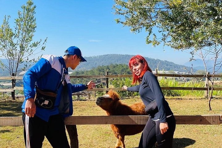 Soluppgång, moln, tefält och vindkraftverk i Da Lat, Vietnam, foto 8 | wizardtrip