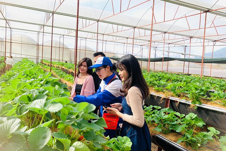 Soluppgång, moln, tefält och vindkraftverk i Da Lat, Vietnam, foto 10 | wizardtrip