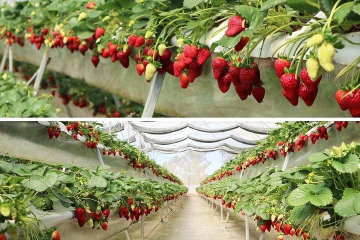 Soluppgång, moln, tefält och vindkraftverk i Da Lat, Vietnam, foto 13 | wizardtrip