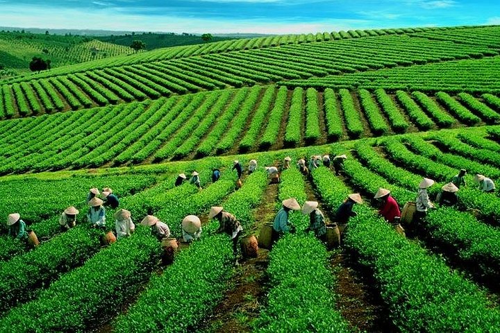Soluppgång, moln, tefält och vindkraftverk i Da Lat, Vietnam, foto 14 | wizardtrip