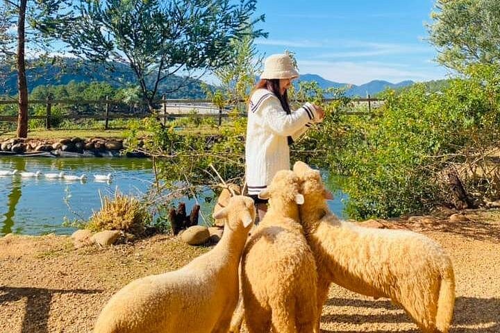 Soluppgång, moln, tefält och vindkraftverk i Da Lat, Vietnam, foto 17 | wizardtrip