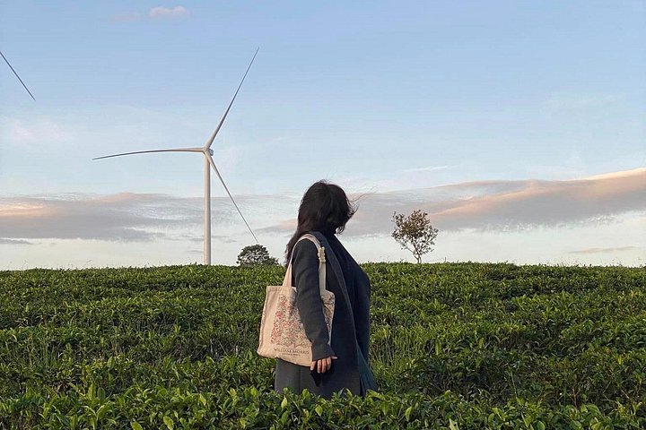 Soluppgång, moln, tefält och vindkraftverk i Da Lat, Vietnam, foto 18 | wizardtrip
