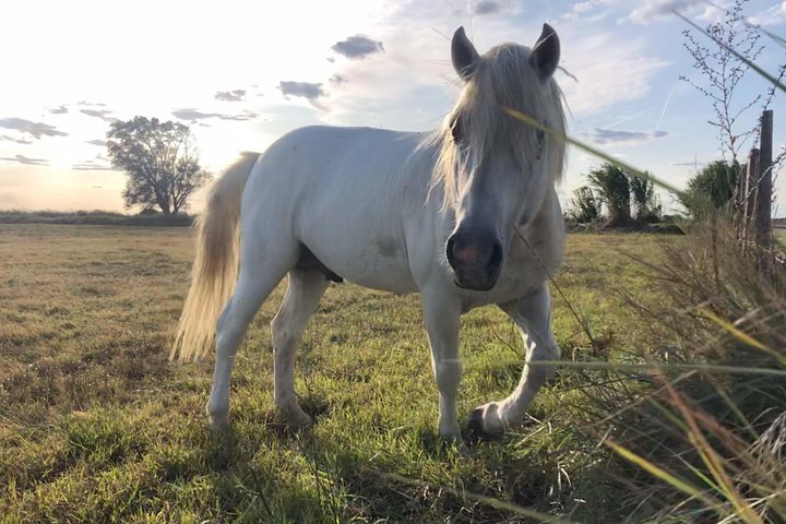 4x4 safari-eventyr i Camargue, Frankrike, som utforsker dyreliv og landskap, foto 7 | wizardtrip