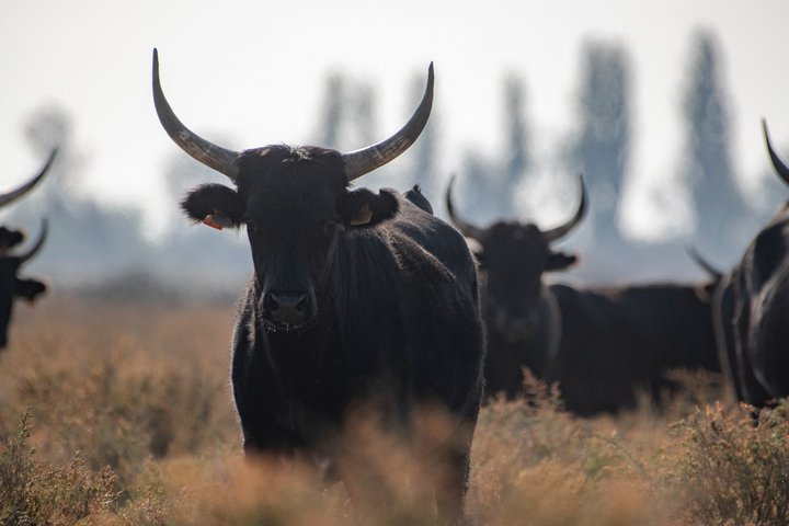 4x4 safari-eventyr i Camargue, Frankrike, som utforsker dyreliv og landskap, foto 9 | wizardtrip