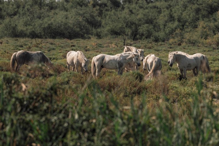 4x4 safari-eventyr i Camargue, Frankrike, som utforsker dyreliv og landskap, foto 11 | wizardtrip