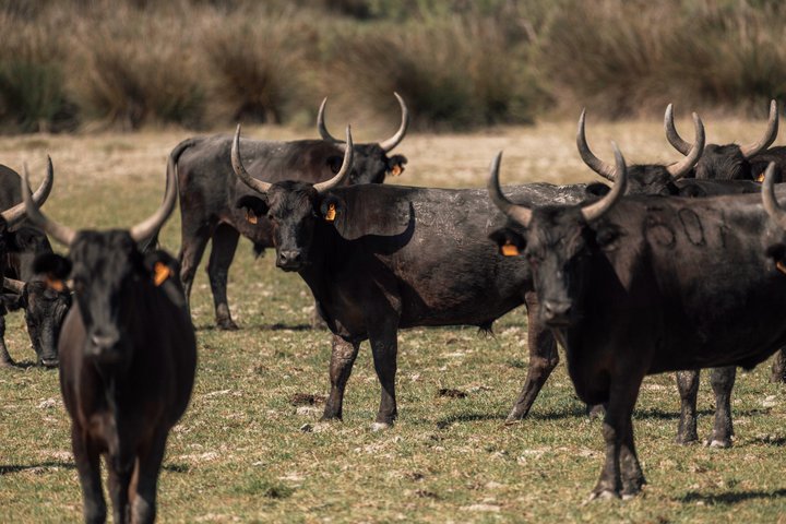 4x4 safari-eventyr i Camargue, Frankrike, som utforsker dyreliv og landskap, foto 12 | wizardtrip