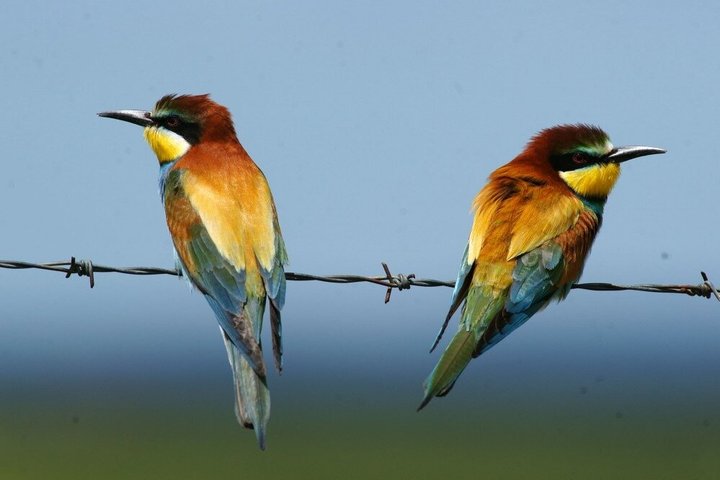 4x4 safari-eventyr i Camargue, Frankrike, som utforsker dyreliv og landskap, foto 14 | wizardtrip