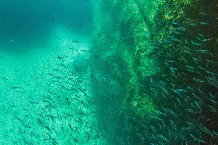Boat tour to Mljet National Park and Croatian islands from Dubrovnik, photo 19 | wizardtrip